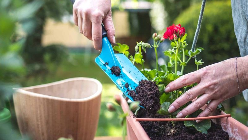 Topdress with high-quality organic compost