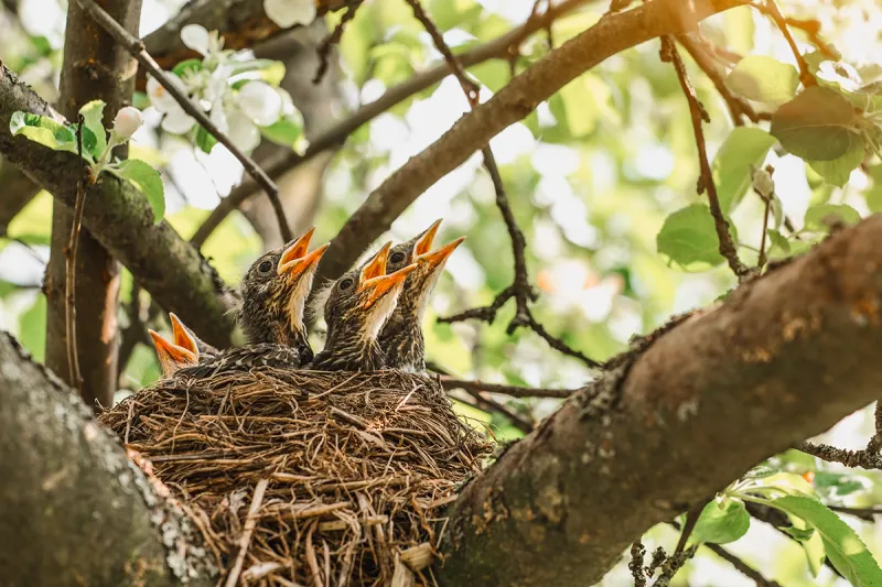 Check nesting protections before pruning or removing the tree