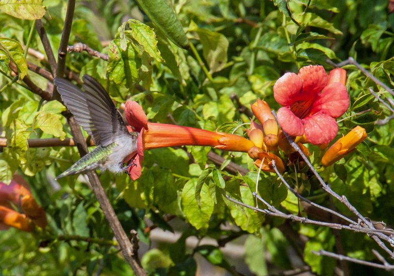 Native Tubular Flowers Like Trumpet Vine