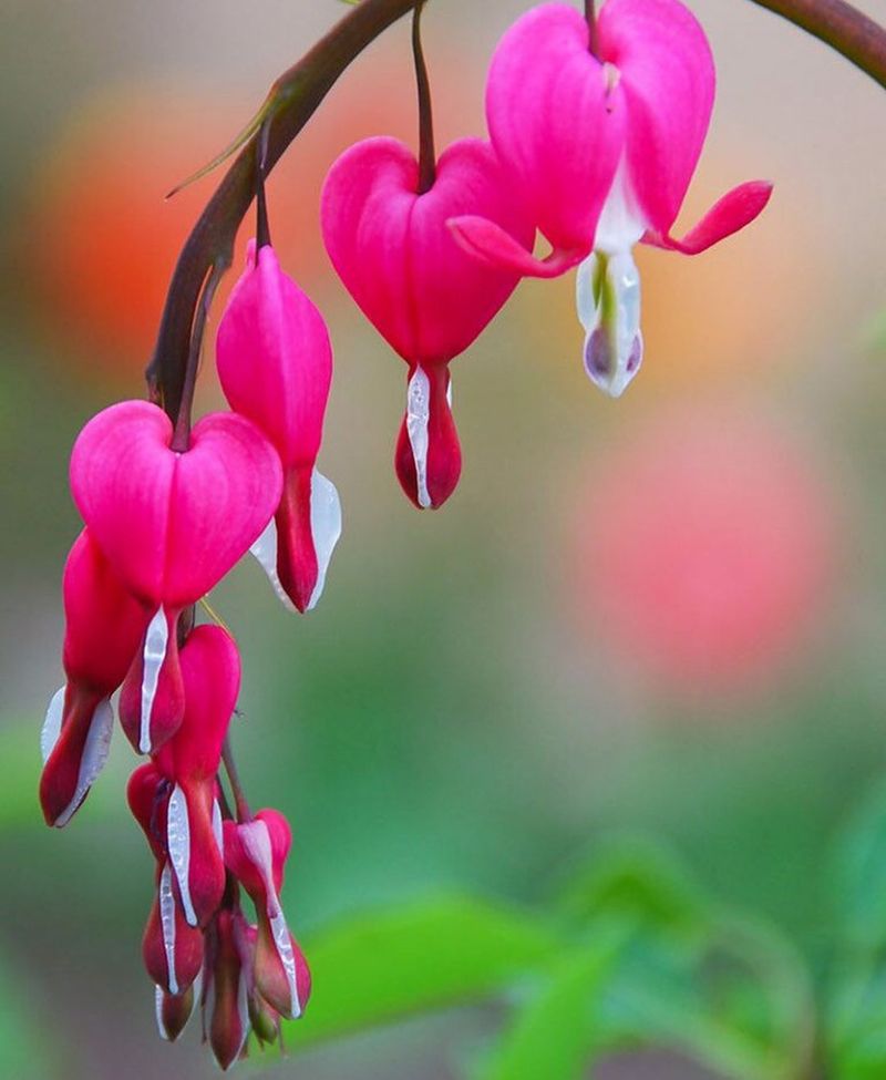 Bleeding Heart (Lamprocapnos spectabilis)