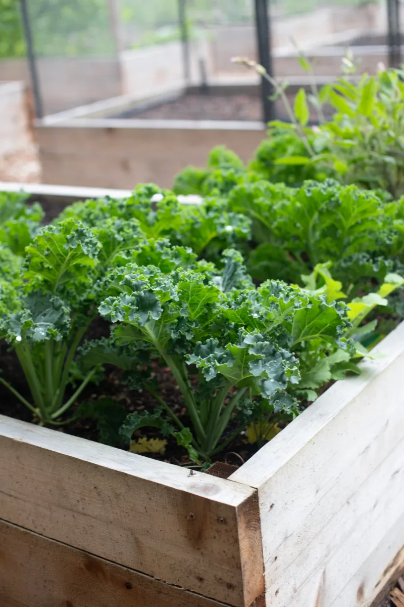 Set fall kale up for leafy growth before stress arrives