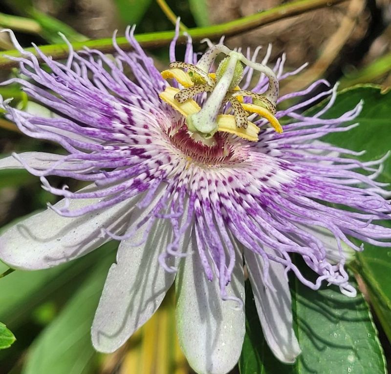 Passionflower (Passiflora incarnata)
