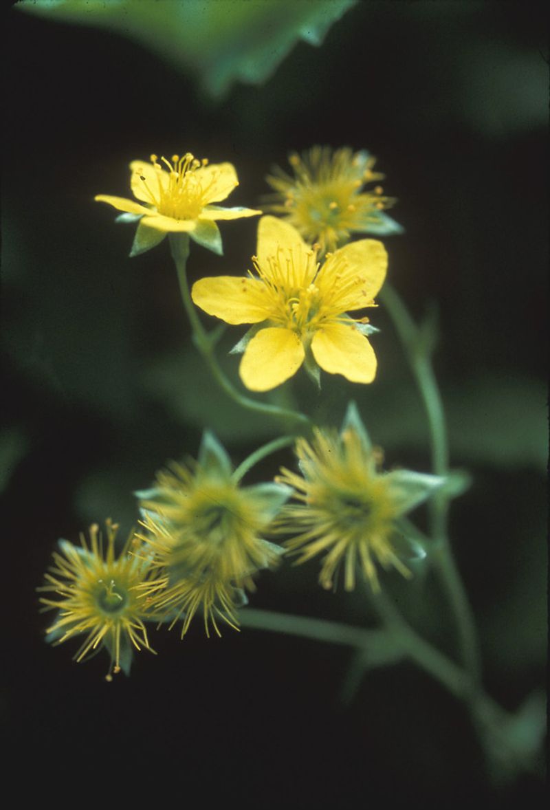 Barren Strawberry