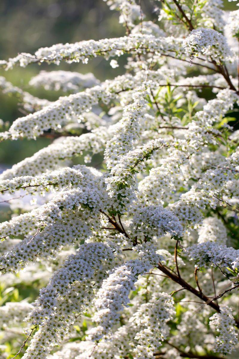 Protect spring bloomers’ old-wood buds