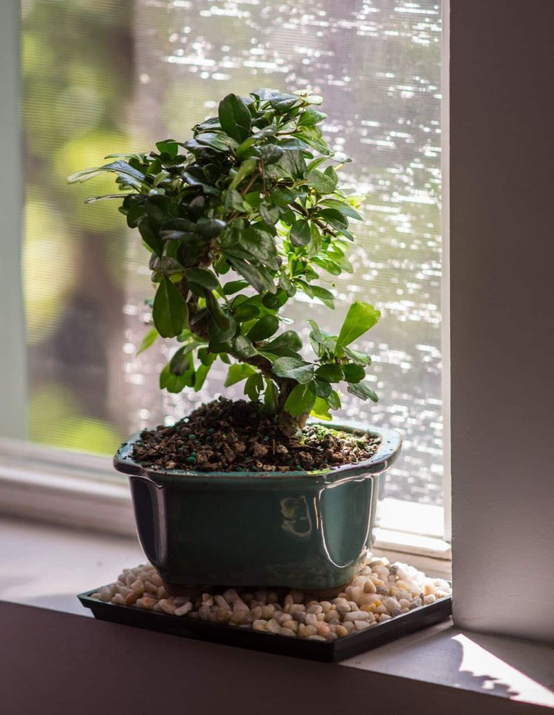 Raise The Humidity Around Them