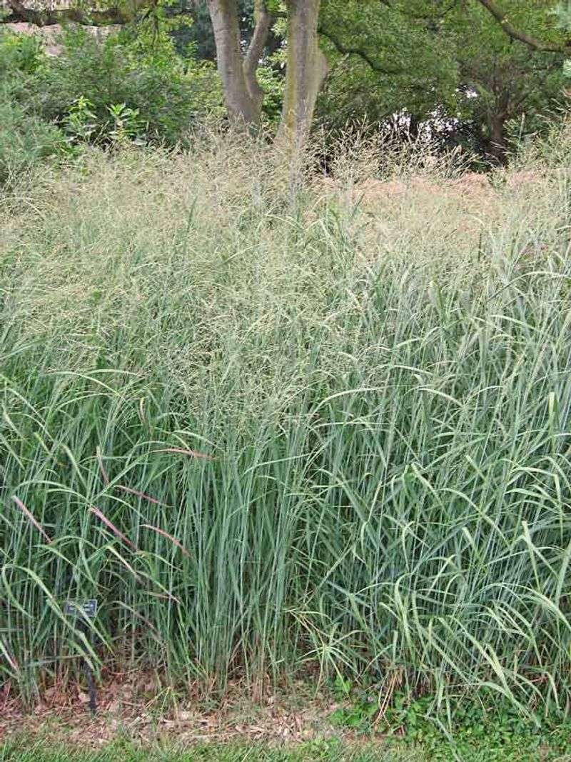 Keep tall switchgrass away from structures and defensible space