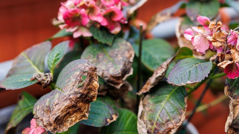 Treat brown edges as a symptom, not a diagnosis