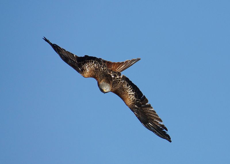 Scanning Below For Any Prey Movement