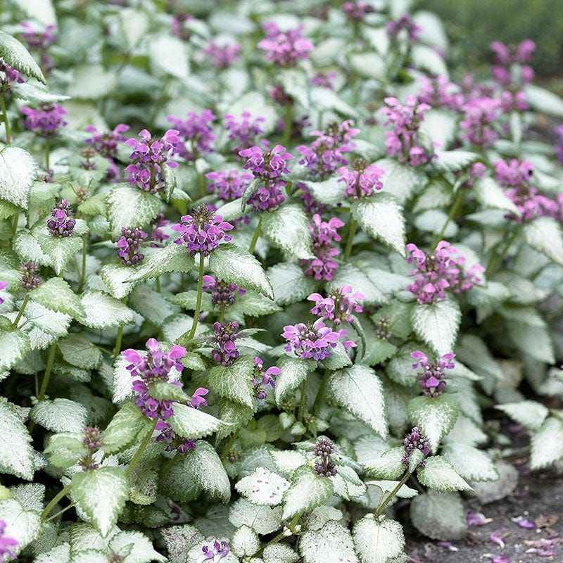 Lamium