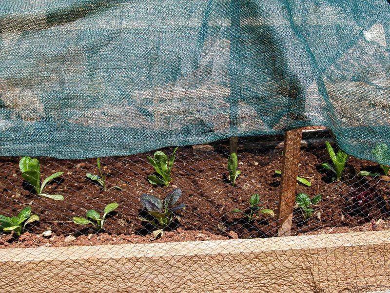 Reduce Stress the Plant Can Still Escape