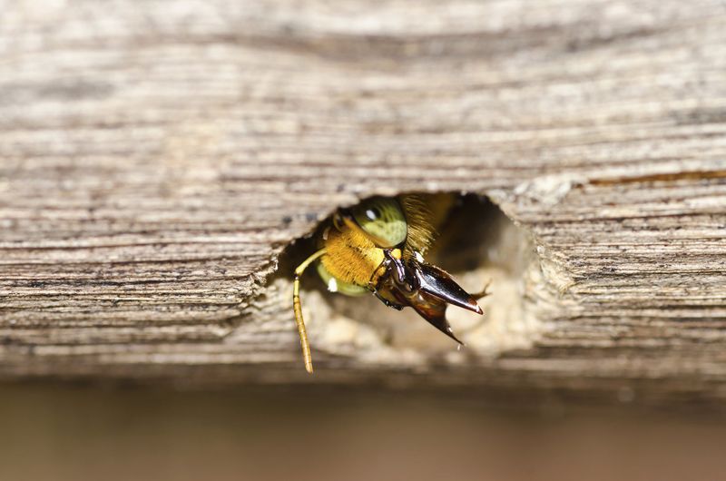 The eave can reveal evidence of nesting or possible activity