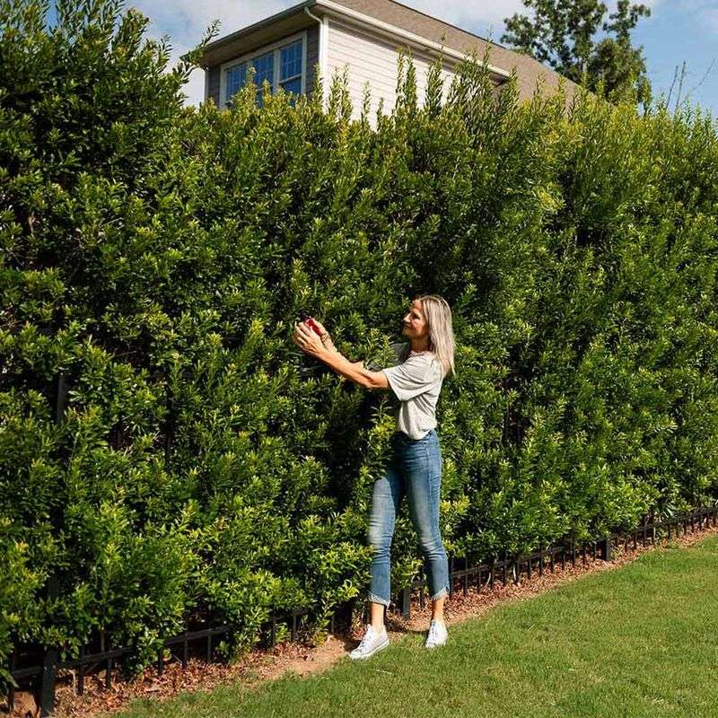 Southern Wax Myrtle (Morella cerifera)