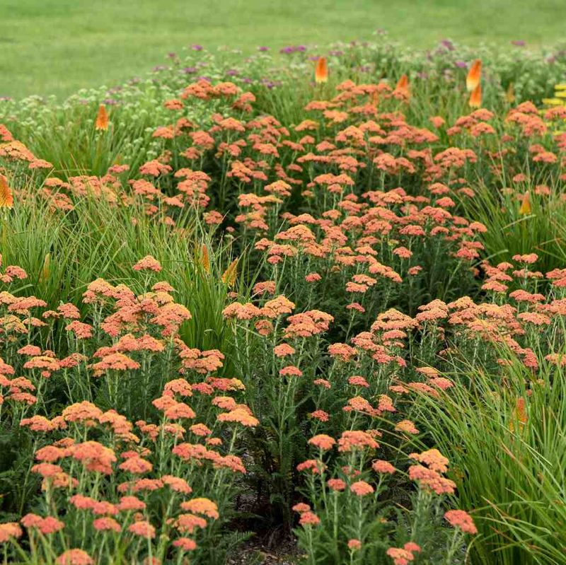 Yarrow