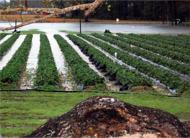 Floodwater changes the issue from tenderness to food safety