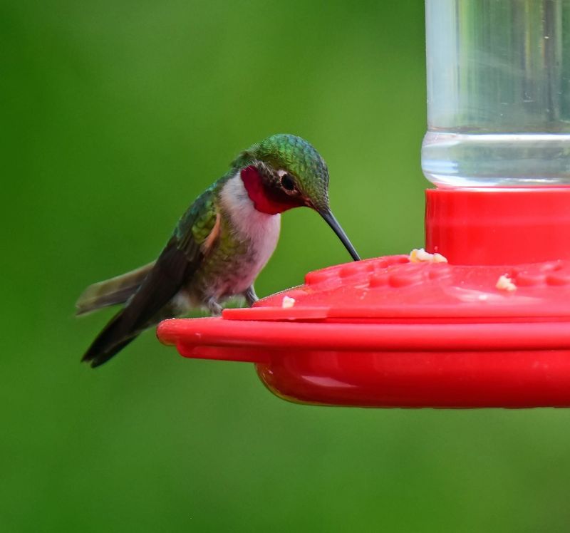 North Carolina’s hummingbird season can stretch into October
