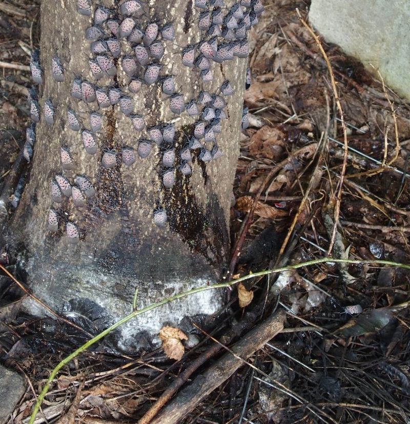 Sap and honeydew usually signal active feeding