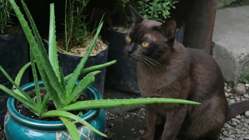 Keep flower and pet safety claims precise