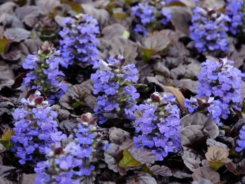 Ajuga (Bugleweed)