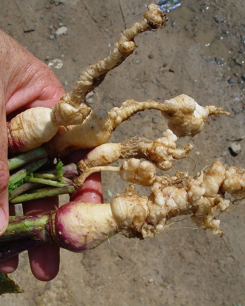 Inspect abnormal roots for disease or pest damage
