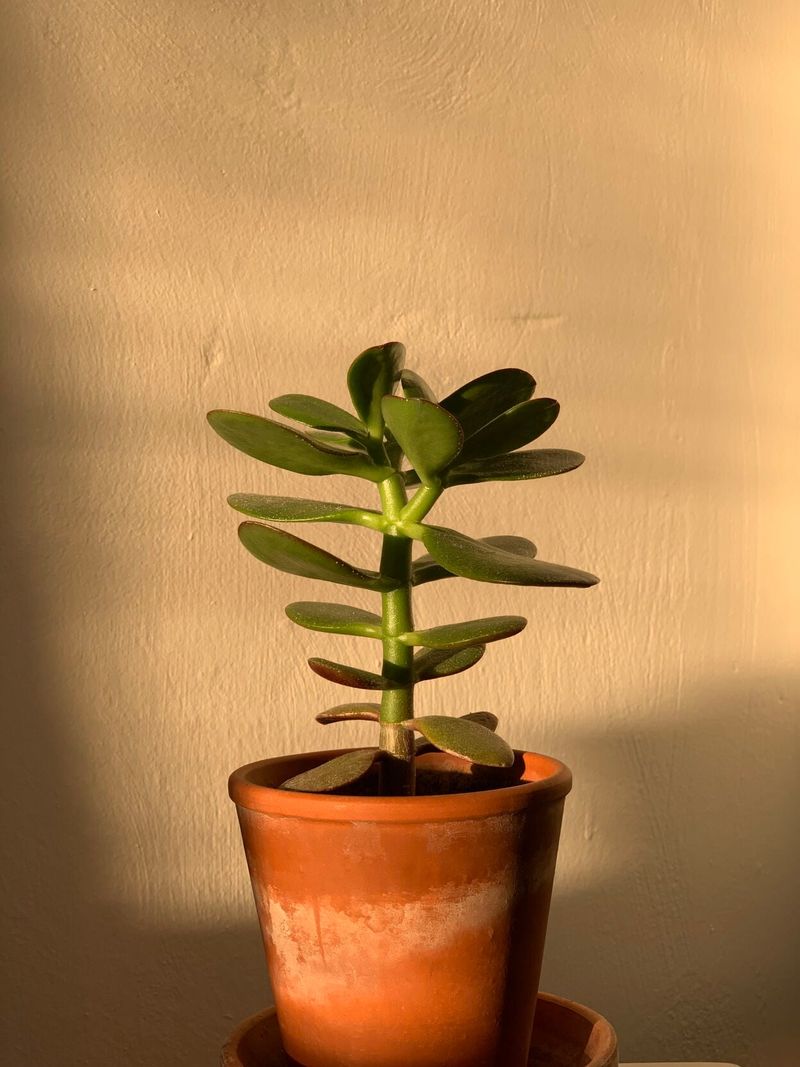 Move the plant out of the vent’s path and keep its light bright