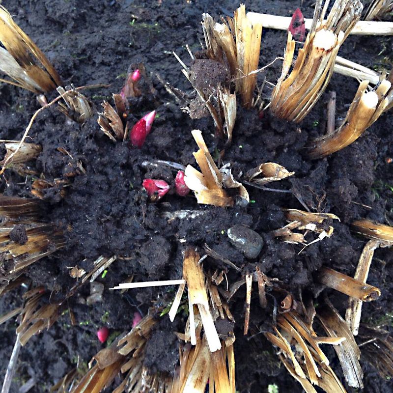 Keep fall cleanup separate from planting-depth fixes
