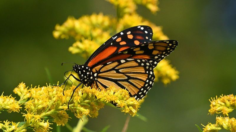 Why goldenrod matters when summer flowers fade