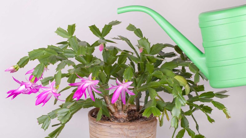 Stop watering by the calendar