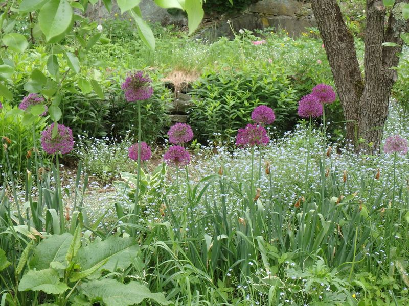 Daffodil and Allium Bulbs