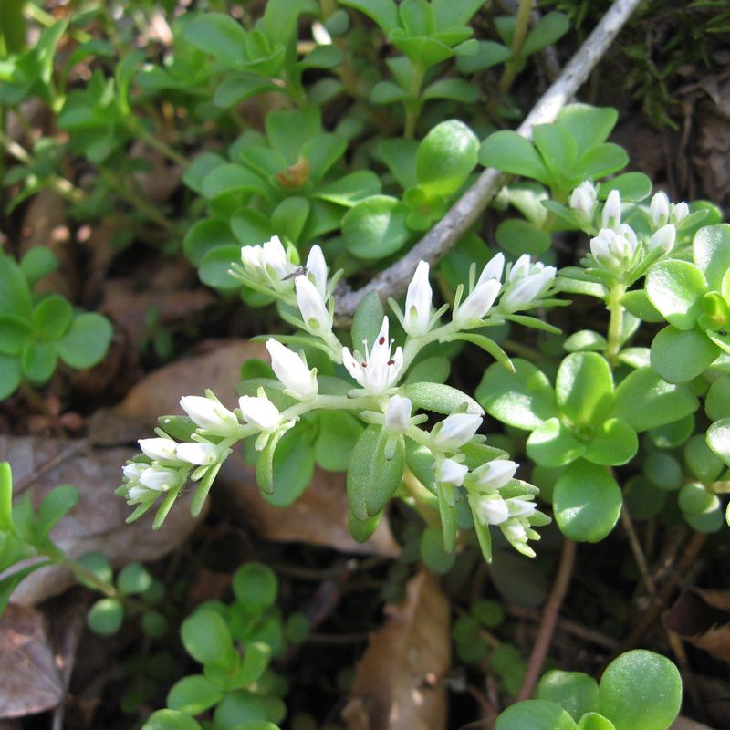 Woodland Stonecrop (Sedum ternatum)