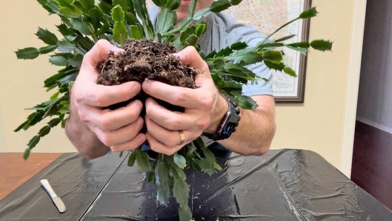 Check the mix and the pot’s drainage