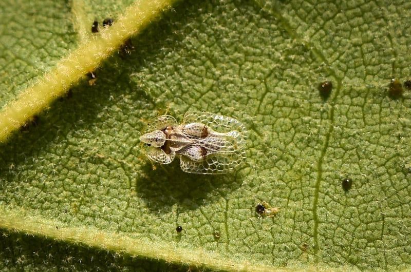 Investigate sudden bloom loss before adding fertilizer or sprays