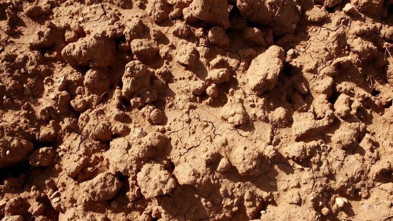 Poor Soil Drainage
