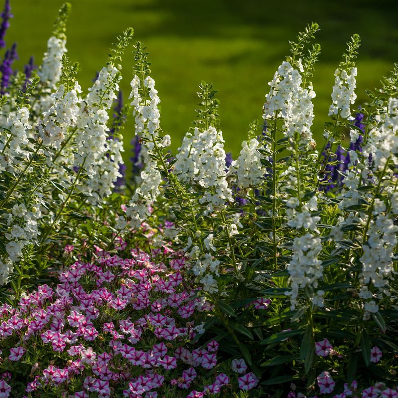 Angelonia (Summer Snapdragon)