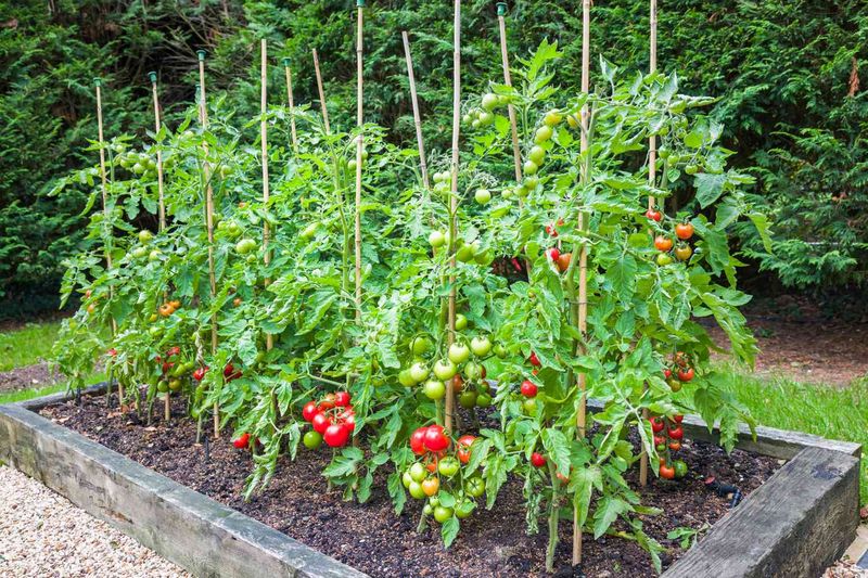 Tomatoes
