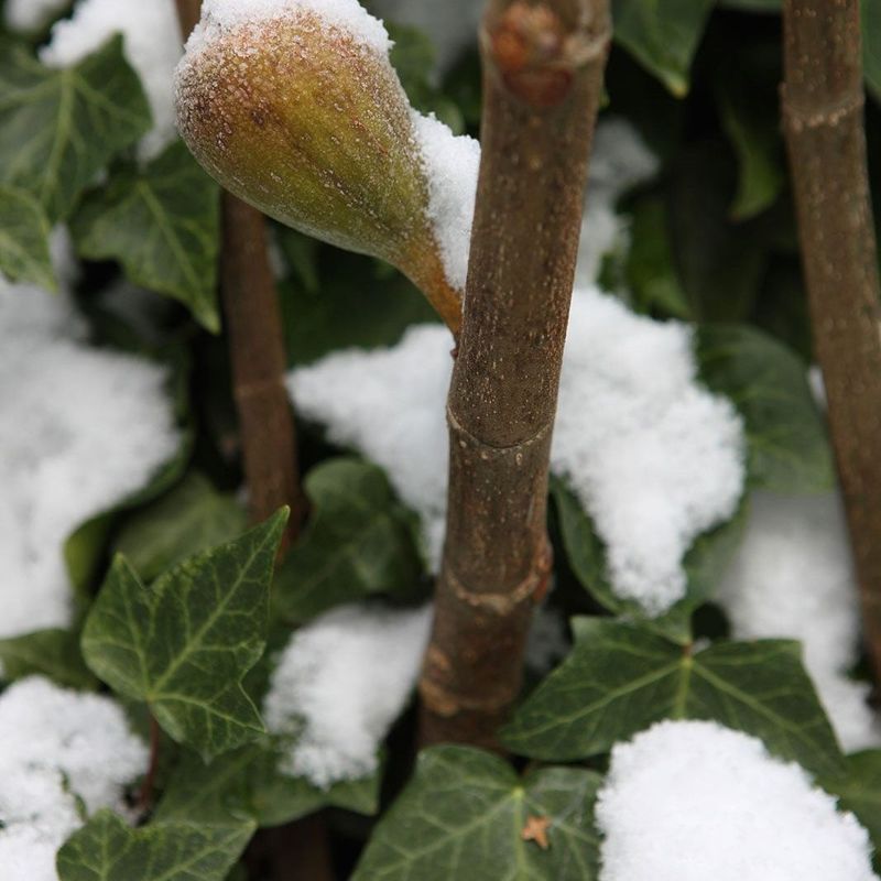 How much winter risk does your fig face?