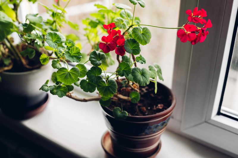 Bring Them Indoors Before the First Frost