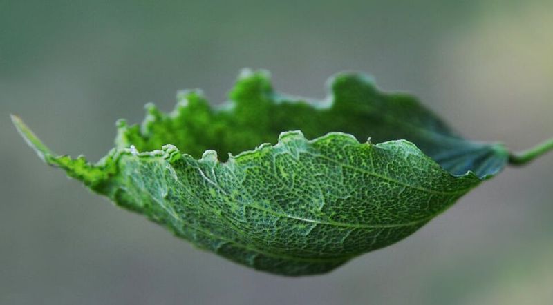 Leaves Curling Upward Like Cups