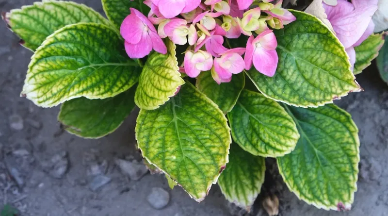 Overwatering or Waterlogged Soil