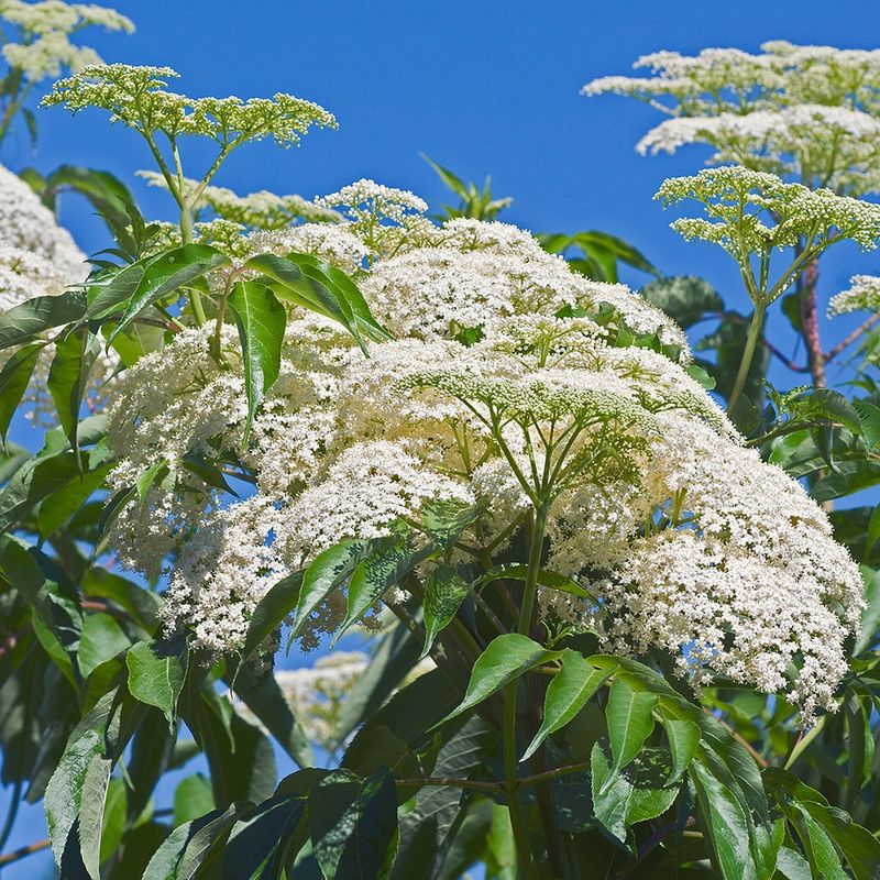Elderberry