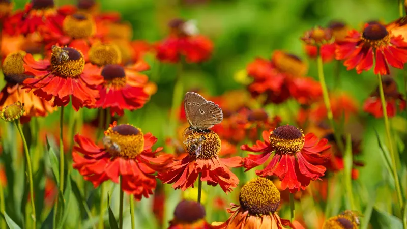 Fall planting depends on your North Carolina frost date