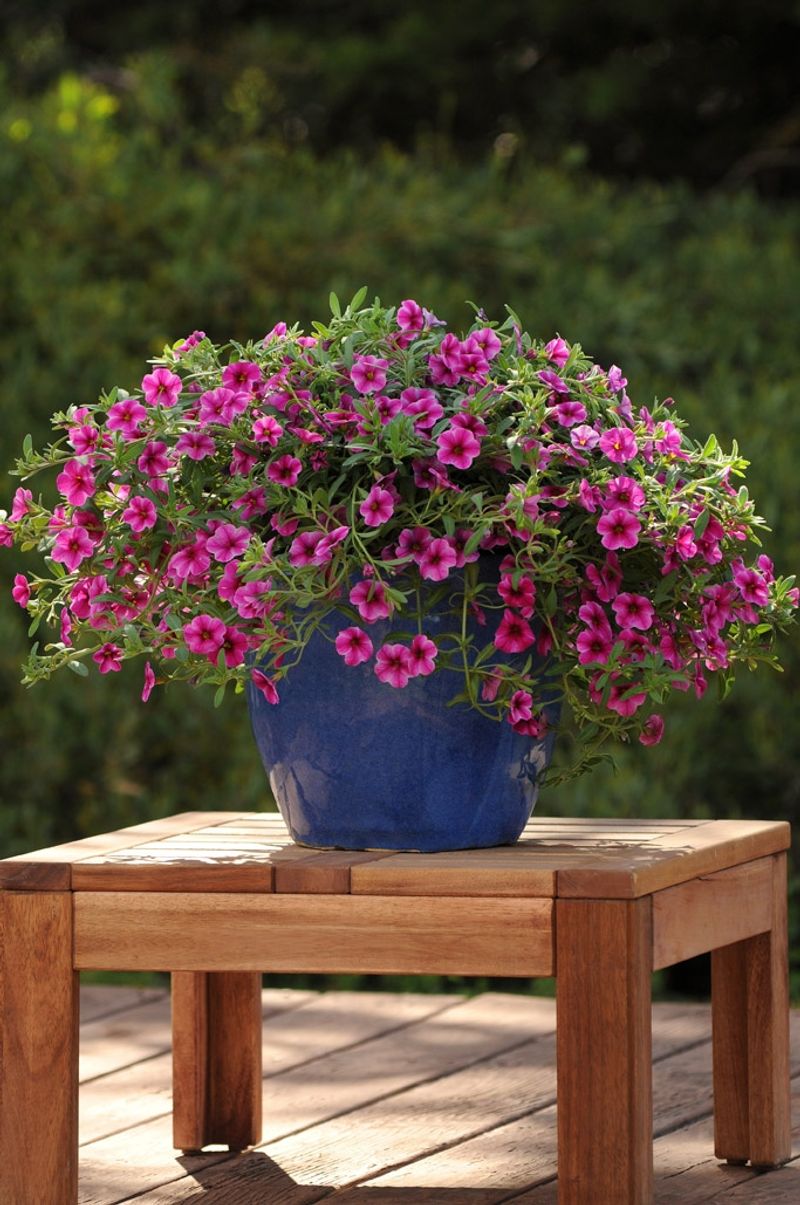 Calibrachoa