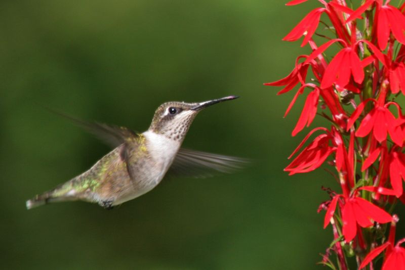 Its flower shape and color may complement the feeder