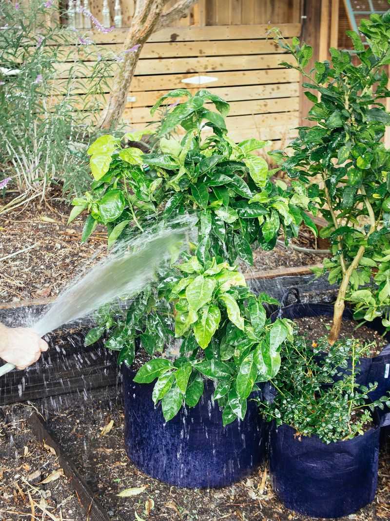 Prepare the lemon for its move indoors