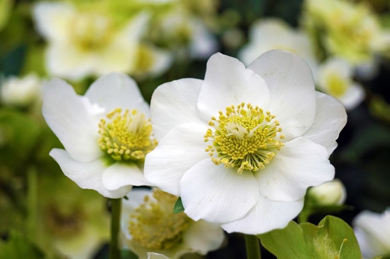 Christmas Rose