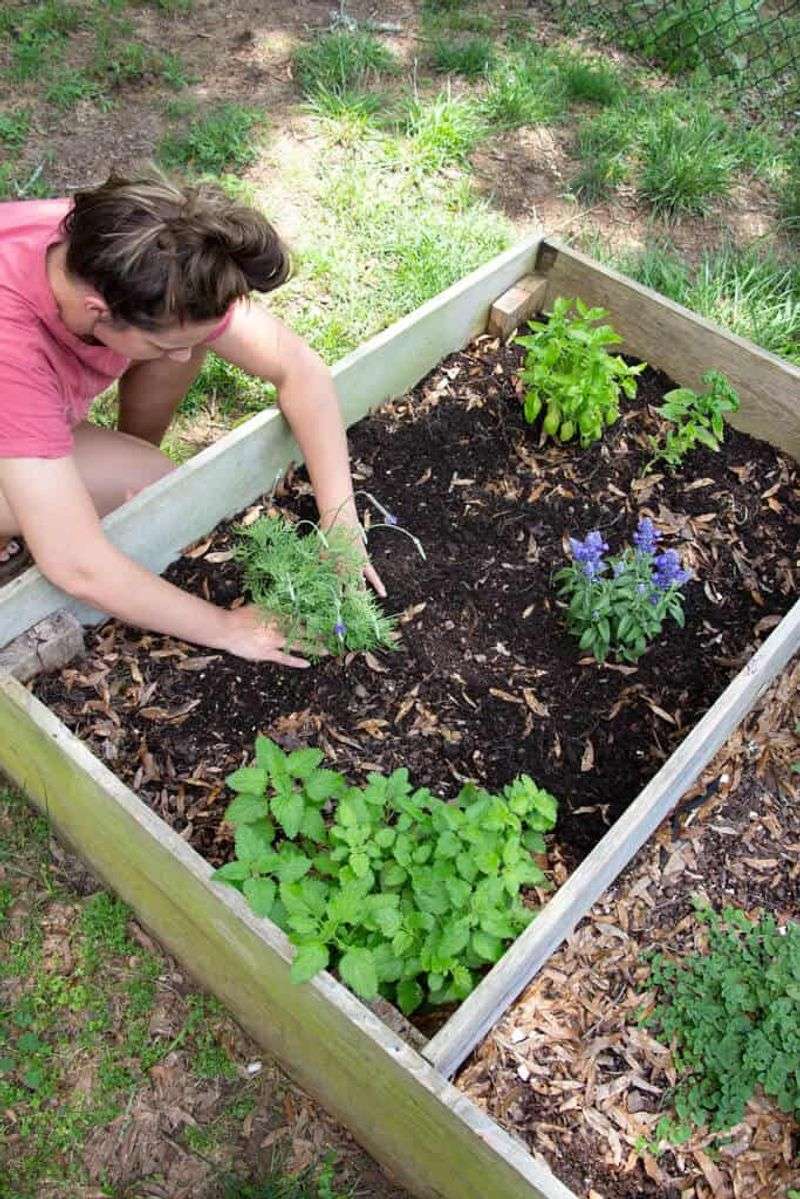 The shared bed is hiding different watering jobs