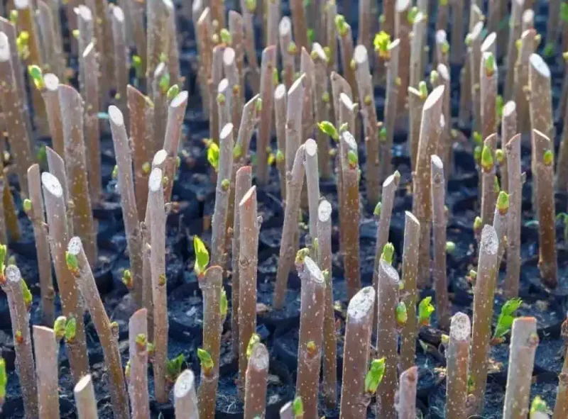 Stem maturity determines the method