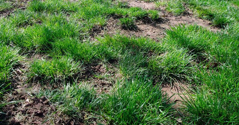 Set realistic expectations for what aeration can fix