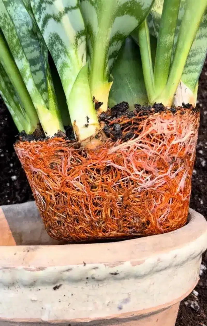 Choose a Slightly Snug Pot