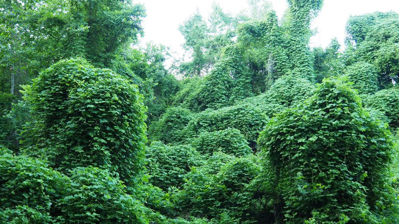 Kudzu