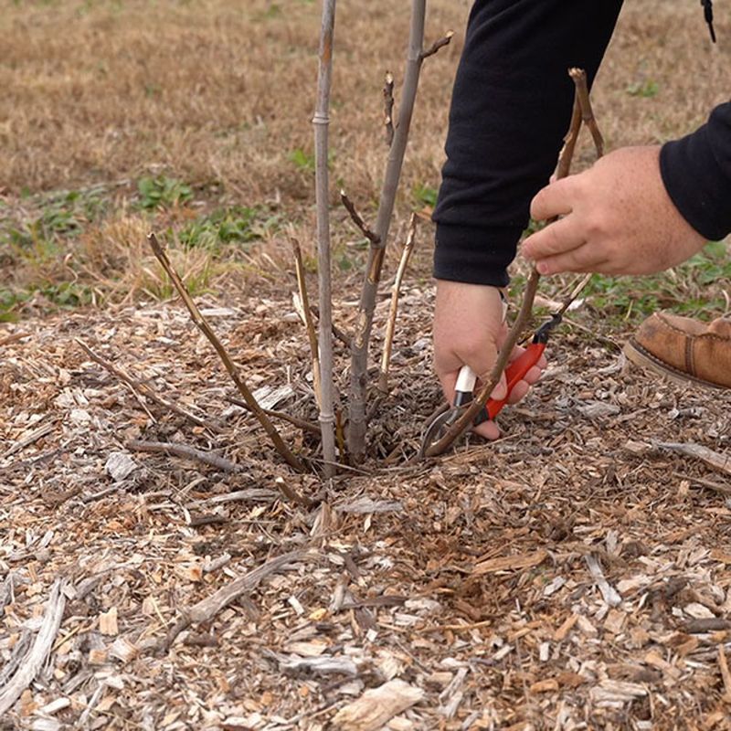 Insulate the lower trunk and root crown first